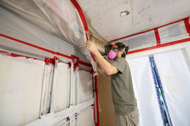 Best Basement Mold Removal  in Medford, MA