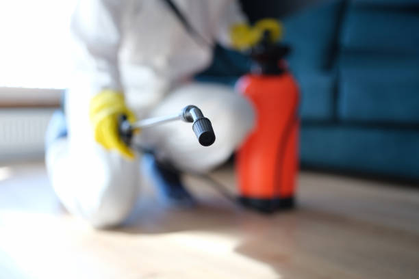 Mold Odor Removal Services in Medford, MA